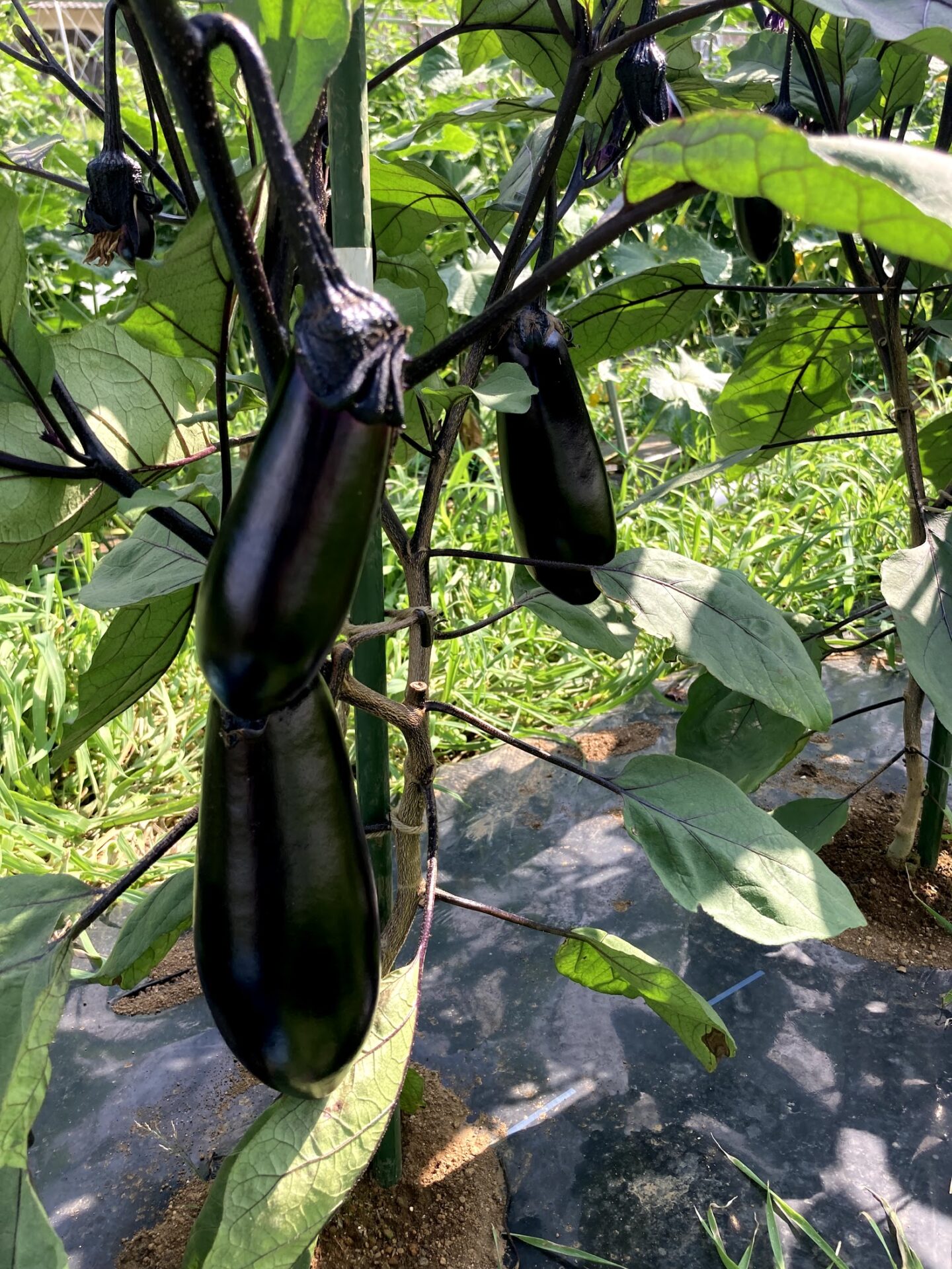 ナス ピーマンの台風対策 トマト きゅうりのカラス対策 21 06 26 Heppoko Farmer