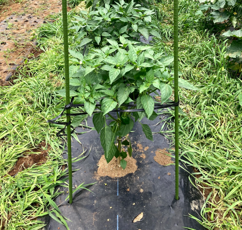 ナス ピーマンの台風対策 トマト きゅうりのカラス対策 21 06 26 Heppoko Farmer
