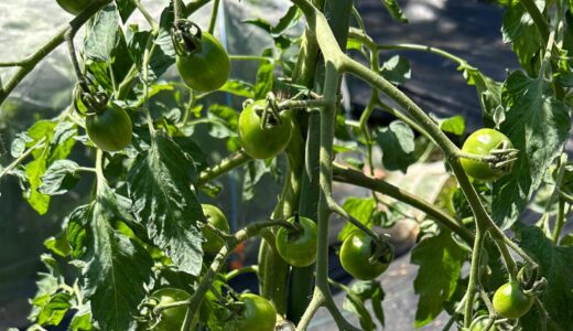 トマトの糖度を上げる栽培方法